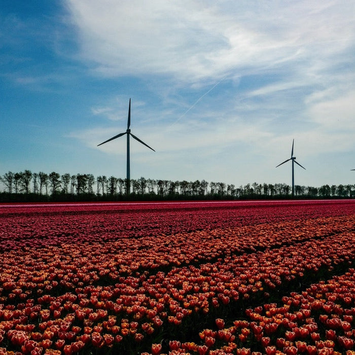 Fatbike Boom in Holland